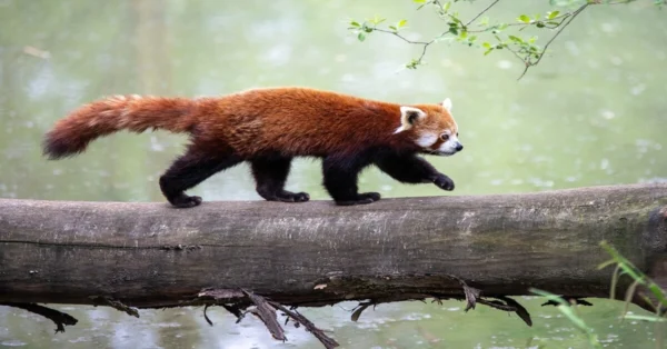 Red panda representing globally vulnerable animal species due to deforestation and habitat loss