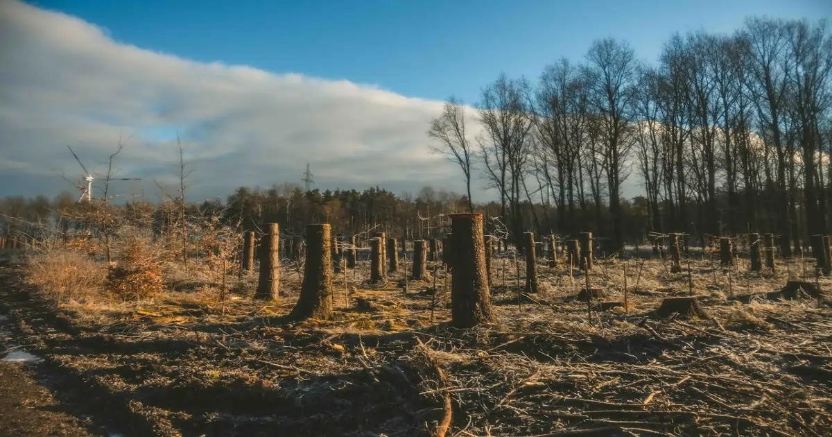 Forest cleared through deforestation showing a major type of habitat destruction