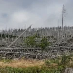 Forest habitat destruction showing fallen and dead trees across a degraded landscape