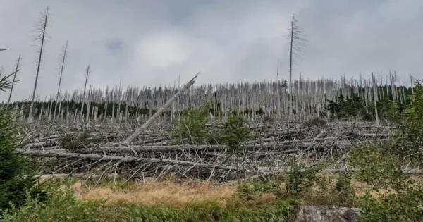 Forest habitat destruction showing fallen and dead trees across a degraded landscape