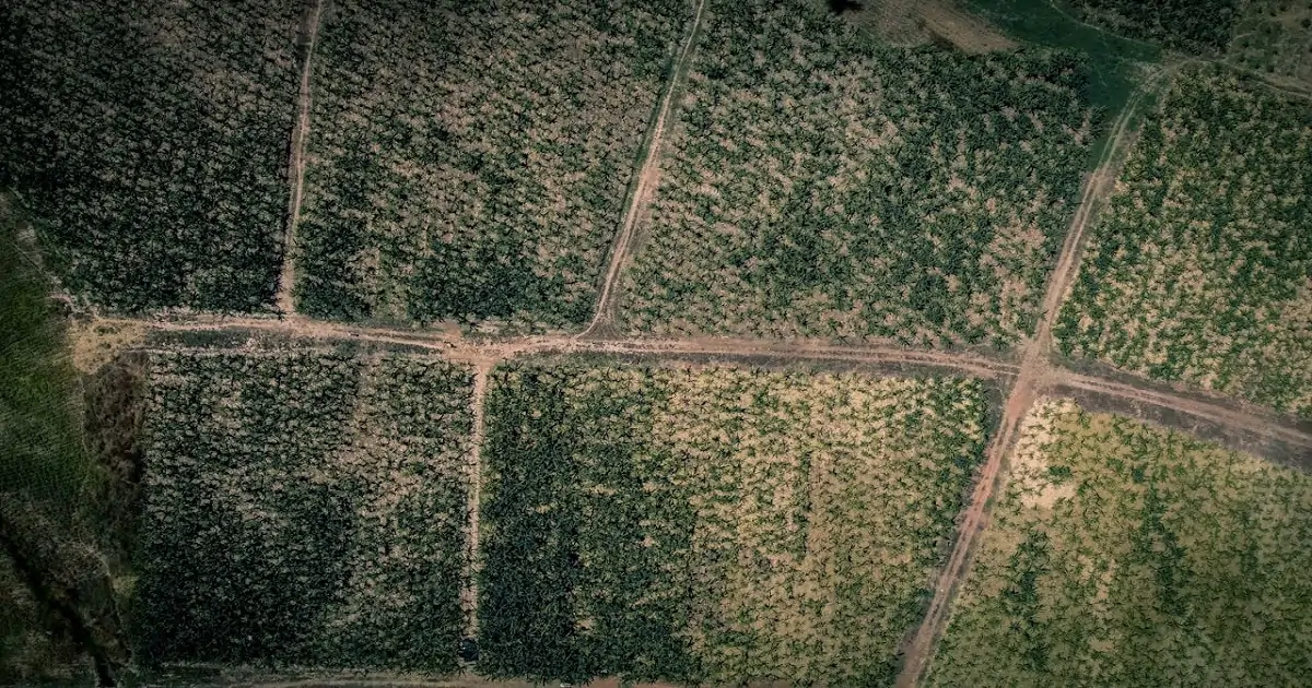Aerial view showing large-scale land-use change and habitat destruction from plantation development