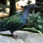 Nicobar Pigeon perched in forest habitat, displaying iridescent green plumage and strong island adaptation
