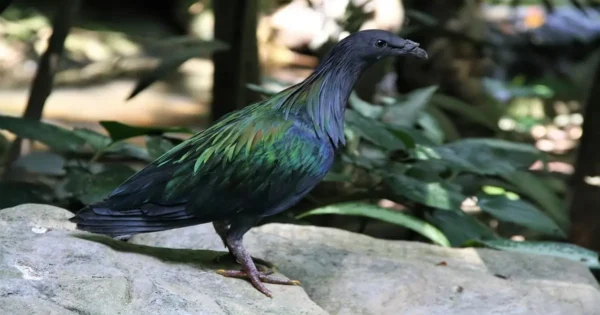 Nicobar Pigeon perched in forest habitat, displaying iridescent green plumage and strong island adaptation