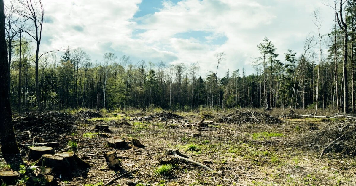 Cleared forest area with tree stumps representing habitat destruction and biodiversity loss