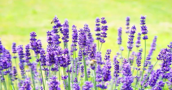 Blooming lavender plants with woody stems, ideal for highlighting core differences between herbs and shrubs.