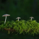 Lush green ecosystem, trees, plants, clean water, and rich soil reflecting the importance of plant ecology