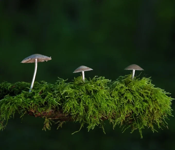 Lush green ecosystem, trees, plants, clean water, and rich soil reflecting the importance of plant ecology