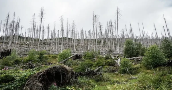Dead forest landscape showing widespread tree loss and ecosystem degradation