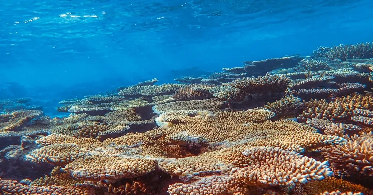 Bleached coral reef showing marine habitat degradation and loss of biodiversity due to rising ocean temperatures