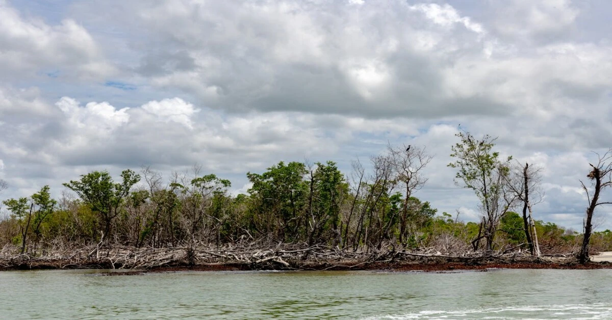 Dense mangrove trees along a riverbank showing structure of the Mangrove Forest.