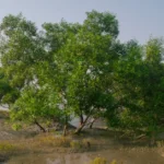 Ganges delta mangrove – Largest Mangrove Forest in India, supporting biodiversity and coastal ecology.