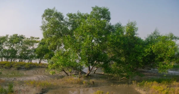 Ganges delta mangrove – Largest Mangrove Forest in India, supporting biodiversity and coastal ecology.