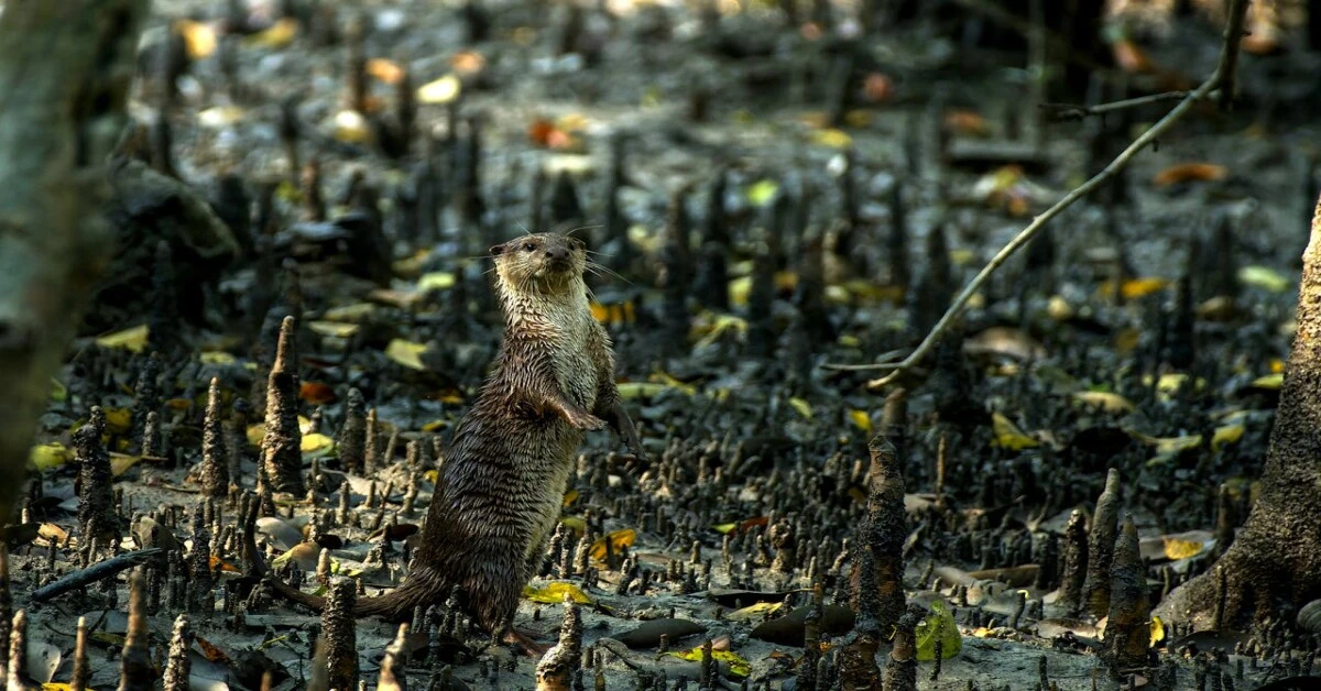 River otter among mangrove roots in Sundarbans – India’s Largest Mangrove Forest by Area.