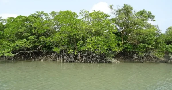 Largest mangrove forest in India showing Sundarbans mangrove trees with exposed roots along tidal waters