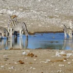 Animals in a natural habitat symbolizing in situ and ex situ biodiversity conservation approaches