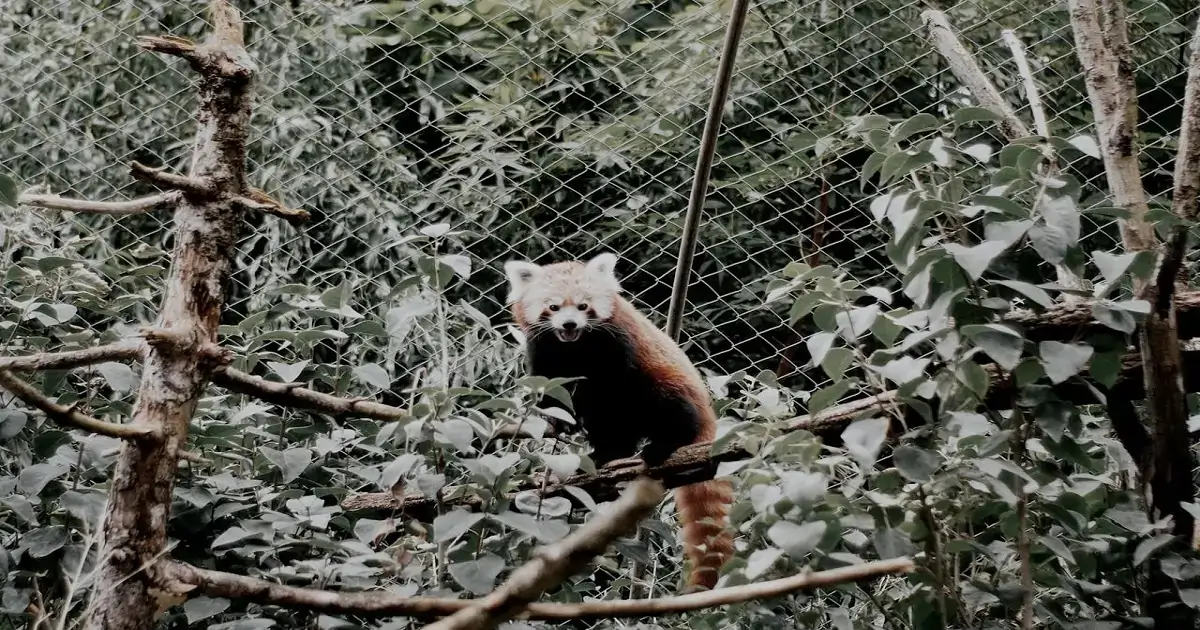 Animal protected in a controlled enclosure, showing ex situ conservation of biodiversity