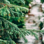 Fir plant showing evergreen needles – showing economic importance of gymnosperm plants