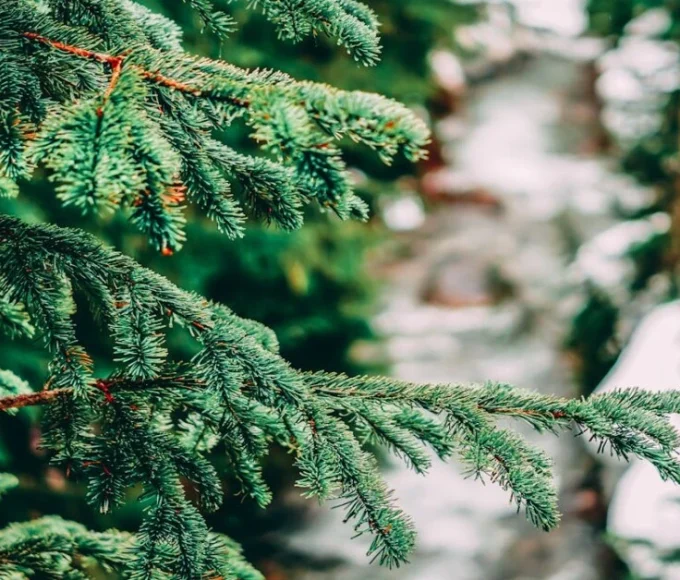 Fir plant showing evergreen needles – showing economic importance of gymnosperm plants