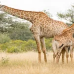 Wild giraffe feeding on acacia leaves in open savanna, reflecting Global Wildlife Diversity and Its Significance