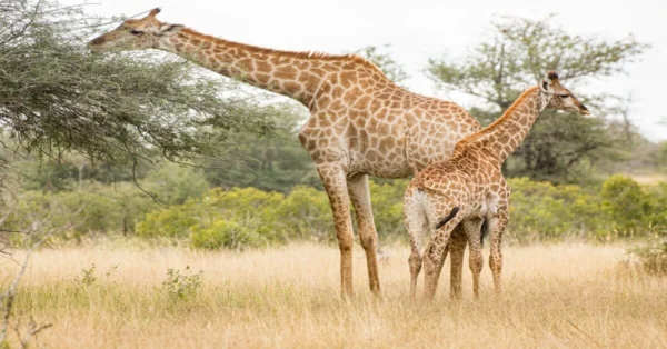 Wild giraffe feeding on acacia leaves in open savanna, reflecting Global Wildlife Diversity and Its Significance
