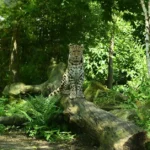 Rare animal species across decline habitat depicting Amur Leopard in endangered terrain with noteworthy presence and wellness context.