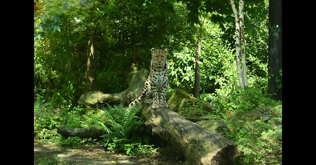 Rare animal species across decline habitat depicting Amur Leopard in endangered terrain with noteworthy presence and wellness context.
