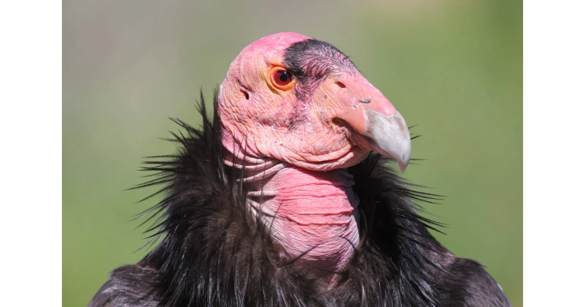 Rare animal species across decline habitat featuring the California Condor soaring in endangered cliffs with noteworthy survival benefits.