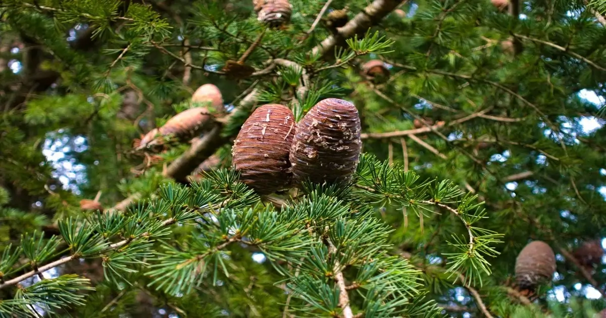 Cedar tree cones resting on branches, showing natural traits connected to cedar tree characteristics and importance.