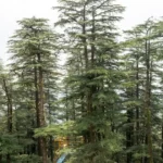 Tall cedar tree with layered branches showing natural form linked to cedar tree characteristics and habitat.