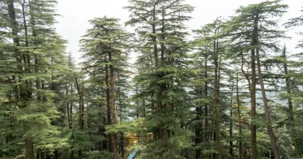 Tall cedar tree with layered branches showing natural form linked to cedar tree characteristics and habitat.