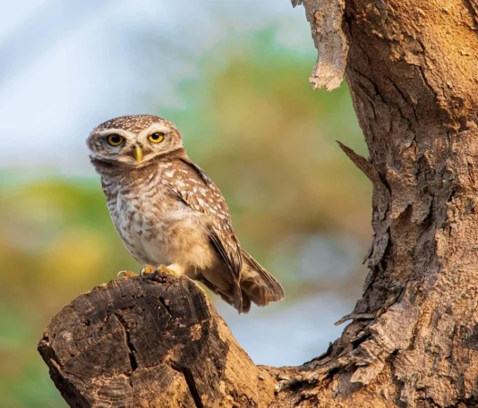 Learn about Rare Forest Owlet perched on a branch, highlighting its distinct features and natural surroundings.