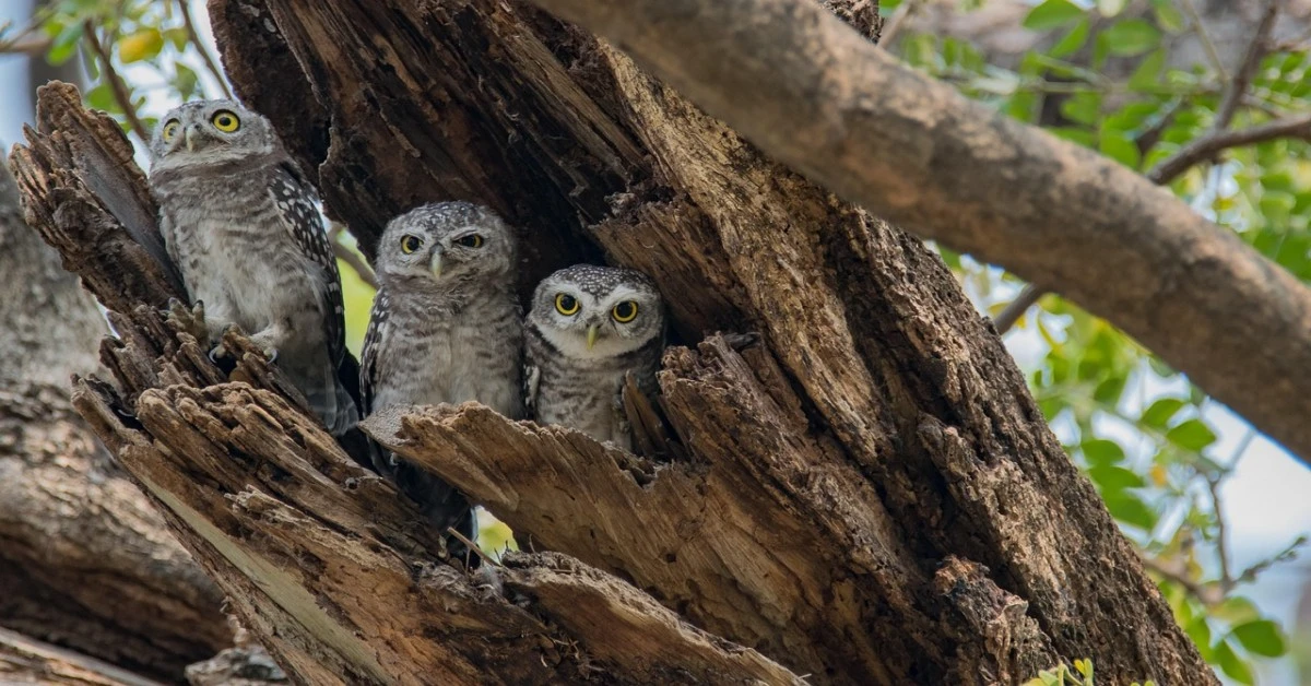 Forest Owlet resting inside a tree hollow – Learn about Rare Forest Owlet and its forest habitat.