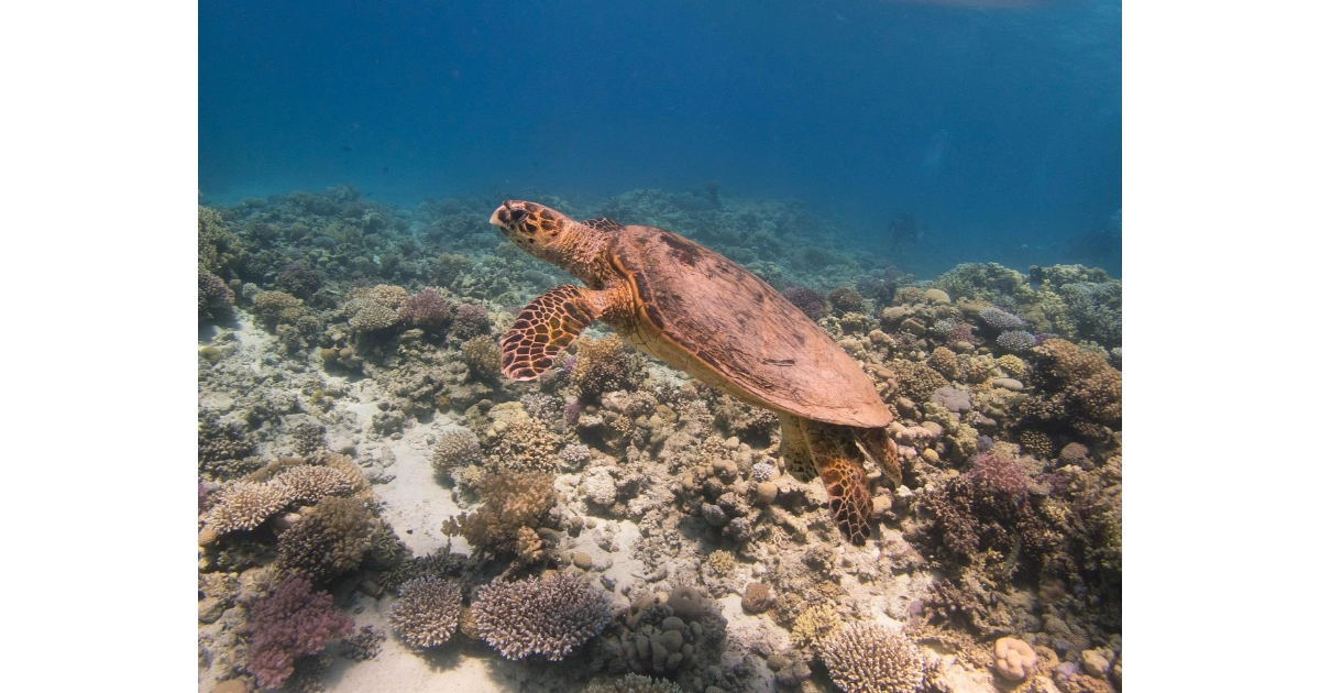 Rare Hawksbill Sea Turtle across decline habitat representing Hawksbill Sea Turtle in endangered reefs with noteworthy ecological wellness.
