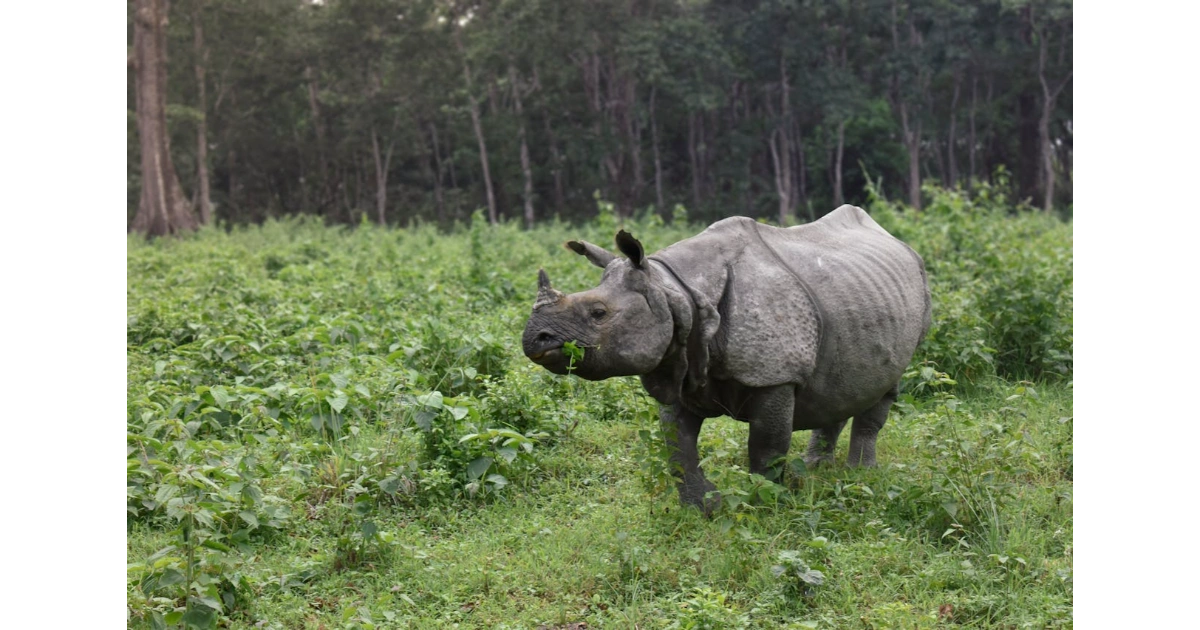 Rare animal across decline habitat featuring the Javan Rhino in endangered wetlands with noteworthy conservation benefits.