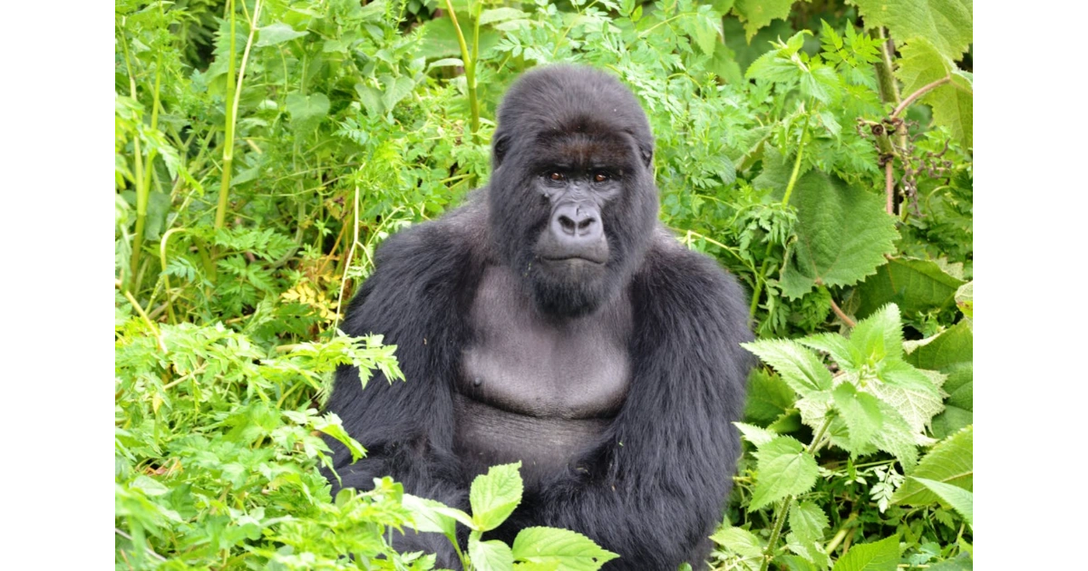 Rare species of animals in decline habitat portraying Mountain Gorilla in endangered forest terrain.
