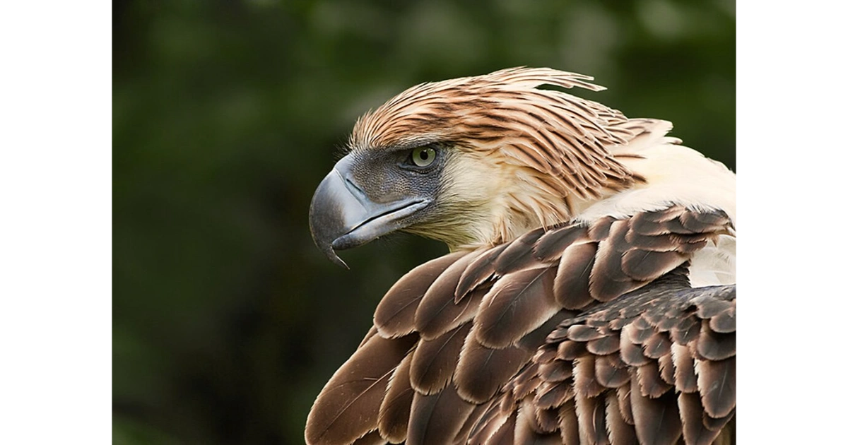 Endangered animal species across decline habitat representing the Philippine Eagle in endangered forests with noteworthy survival relevance.