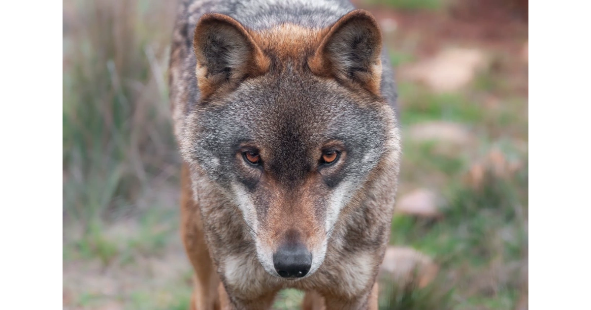 Rare animal species across decline habitat showcasing the Red Wolf in endangered woodlands with noteworthy conservation wellness.