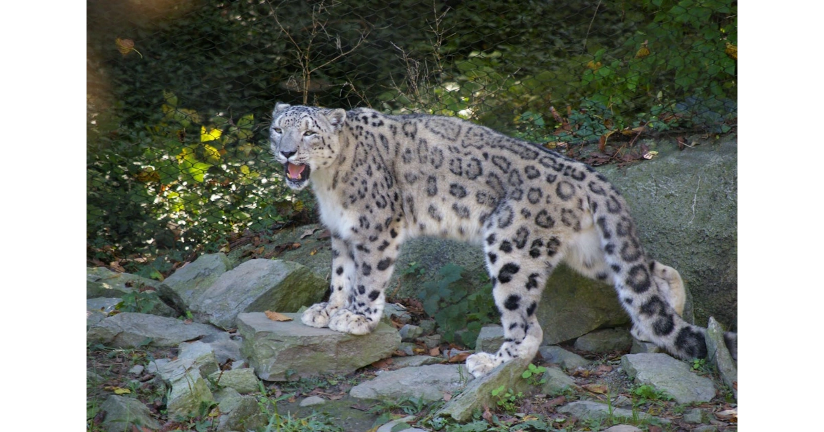 Rare Snow Leopard in endangered alpine terrain with noteworthy survival wellness.