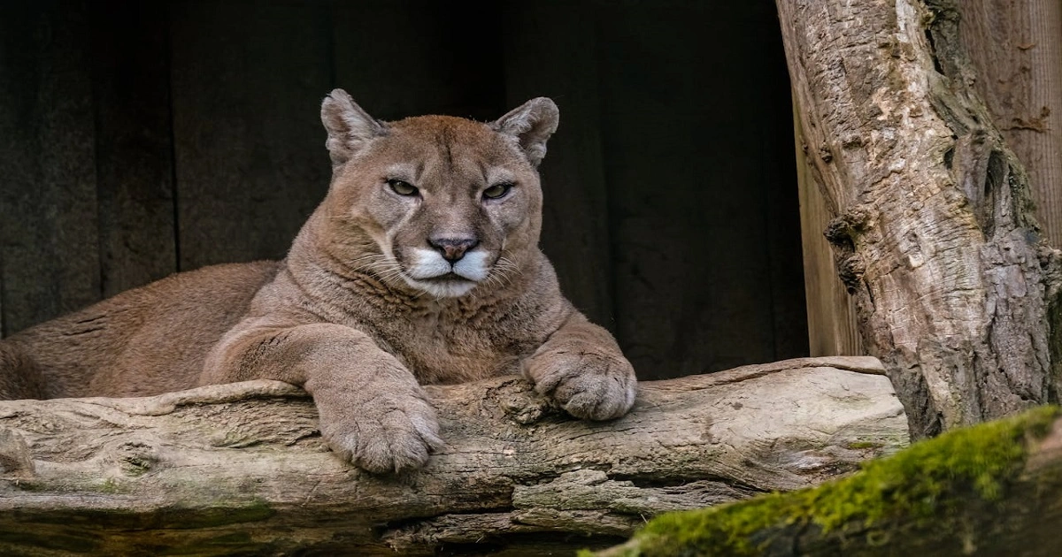 Wildlife teams supporting cougar protection through habitat recovery efforts