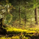 Forests and their importance shown through a healthy forest ecosystem with layered trees and natural sunlight.