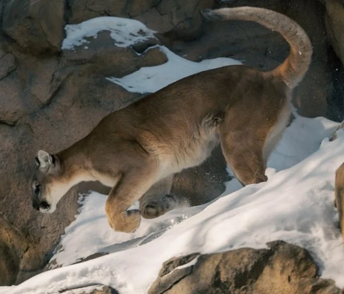Mountain Lion on rocky mountain terrain in its natural high-elevation habitat
