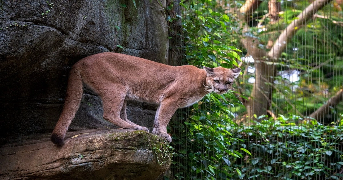 Cougar adapting to diverse terrains across rugged slopes and forested regions