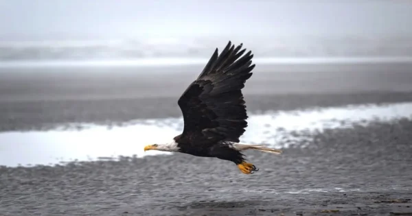Bald eagle flying over open landscape, one of the most famous bird species worldwide