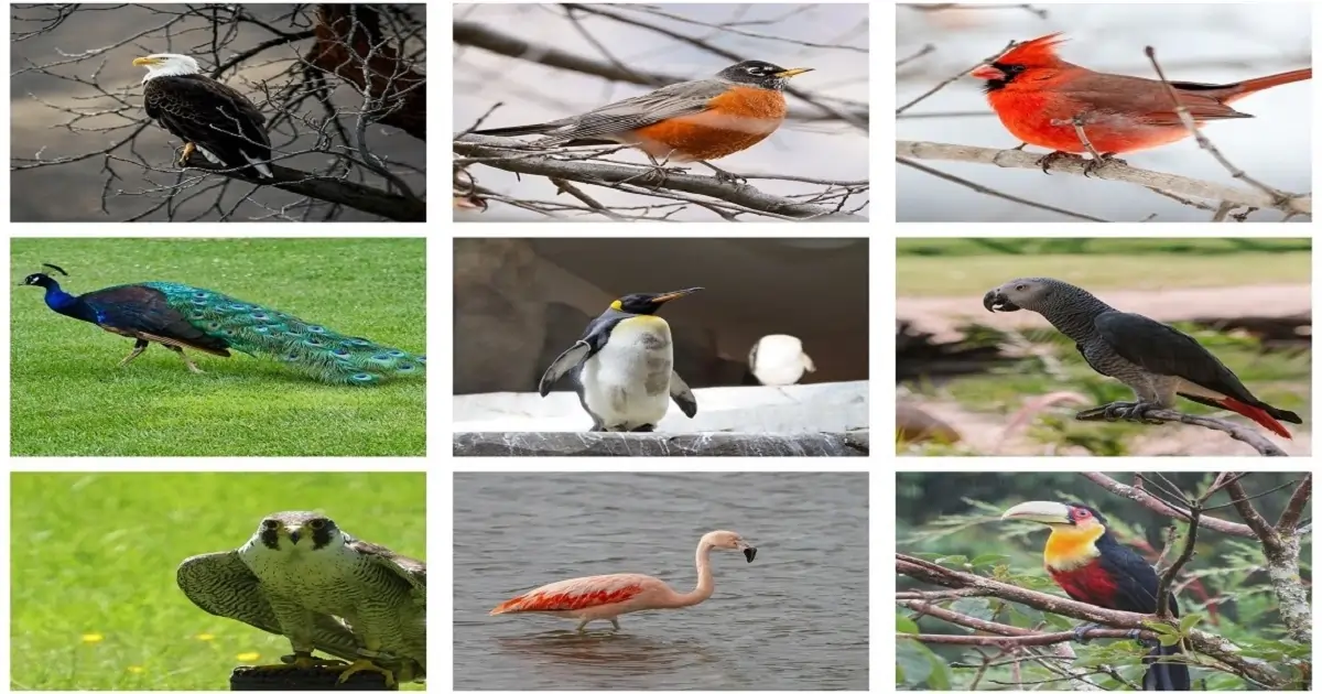 Famous bird species including eagle, peacock, penguin, flamingo, and toucan from different regions