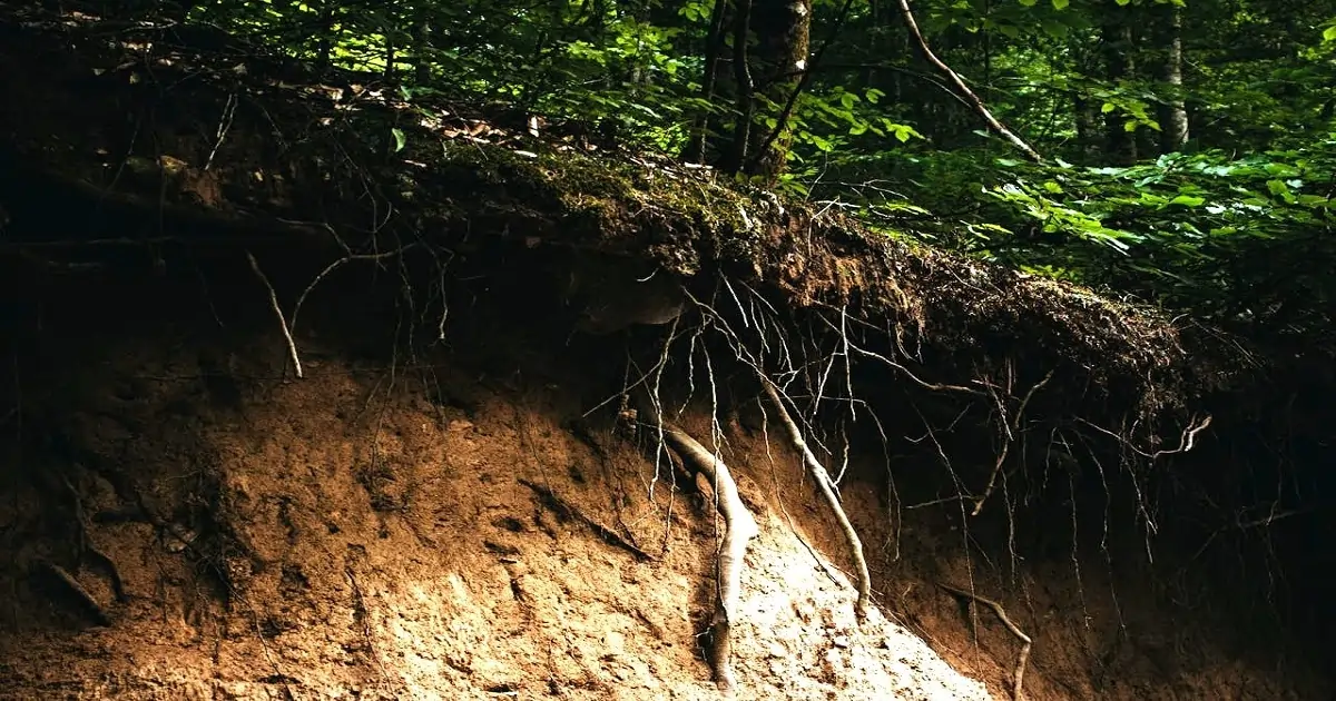 Tree roots stabilizing forest soil and reducing erosion on a sloped forest floor