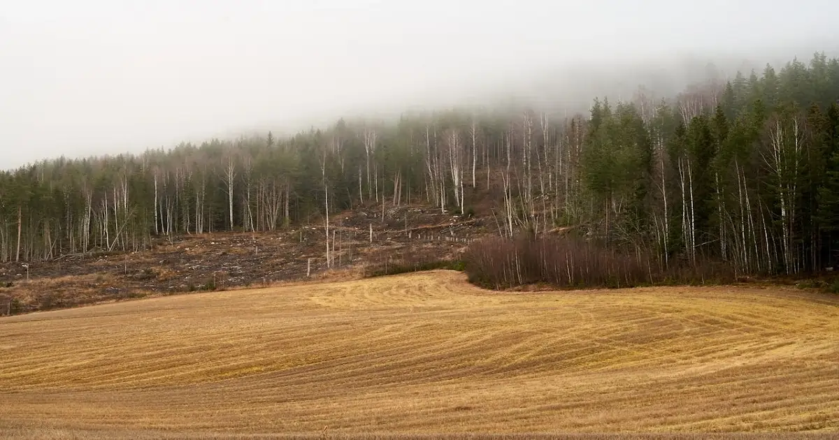 Cleared forest area showing habitat destruction and fragmentation impacting wildlife