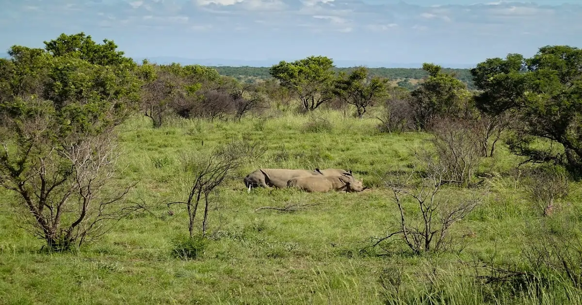 Rhinos resting in natural grassland habitat representing in situ wildlife conservation
