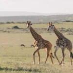 Giraffes in open grassland ecosystem representing wildlife conservation and habitat protection