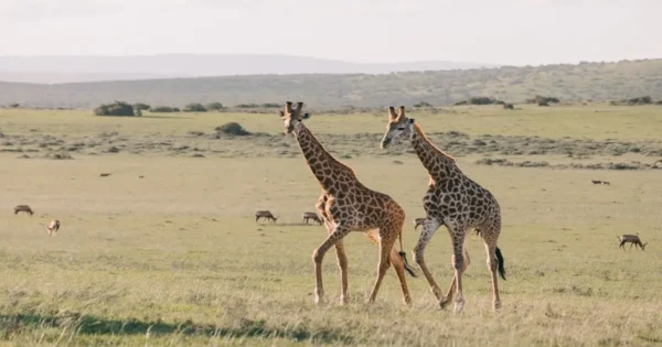 Giraffes in open grassland ecosystem representing wildlife conservation and habitat protection