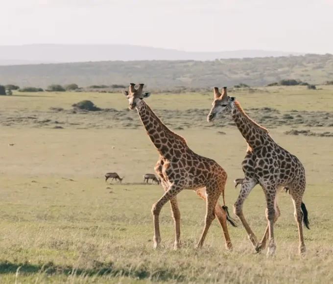 Giraffes in open grassland ecosystem representing wildlife conservation and habitat protection